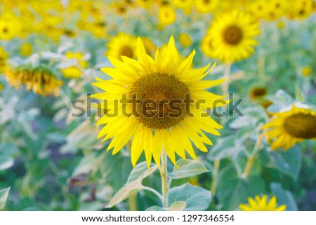 Sunflower blooming and Sunflower natural background,
,Thailand