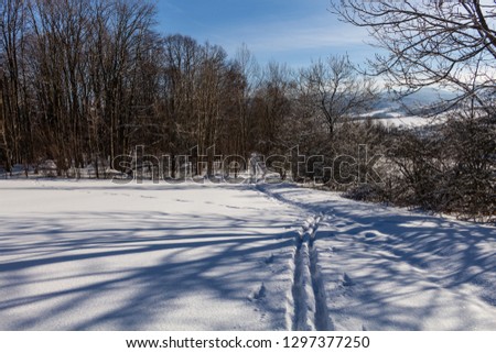 Winter wonderland background. Frosty sunny day in mountain spruce forest. Snowy trees and blue sky