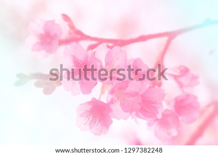 Blurry picture of wild himalayan cherry bouquet (Sakura of Thailand), pink blossom on branch. Pastel pink flowers background. 