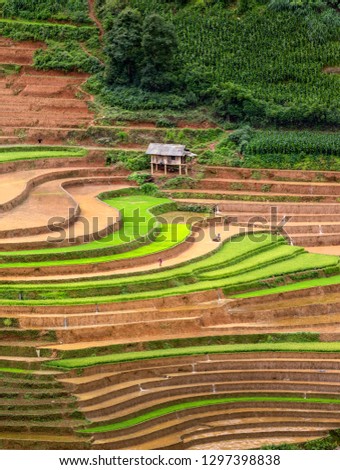 Vietnam. Rice fields on terraced. Fields are prepared for planting rice. Lim Mong, Huyen Mu Chang Chai.