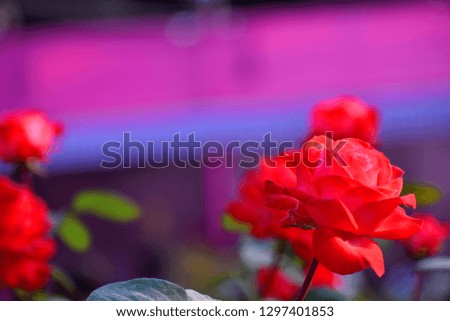 Beautiful Rose Flower 