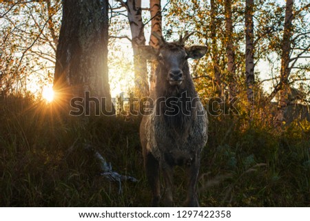 Maral portrait on beauty sunset in the mountains in Altay, panoramic picture