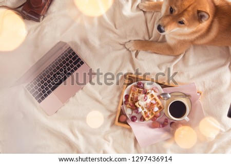 Soft photo of cute red Shiba dog on the bed, laptop and cup of herbal tea and waffles, top view and flat lay. Female bedroom, cozy breakfast concept
