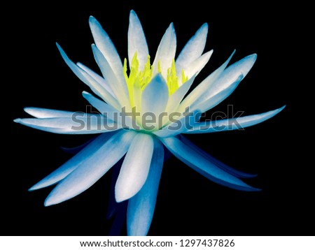 Bright flowers on a homogeneous background of large and small sizes
