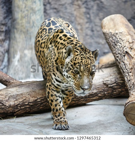 Amur leopard (Panthera pardus orientalis), a leopard subspecies native to the Primorye region of southeastern Russia. Walking on the stone