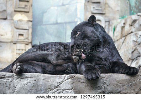 Black Panther (Panthera pardus) lying on the stone in zoo. Close up image