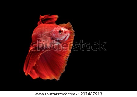 Red betta fish, siamese fighting fish on black background - Image