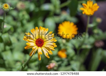 Calendula flower in the garden