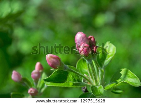 Pink buds of blossoming tree against blurred green garden. Closeup. Selective focus