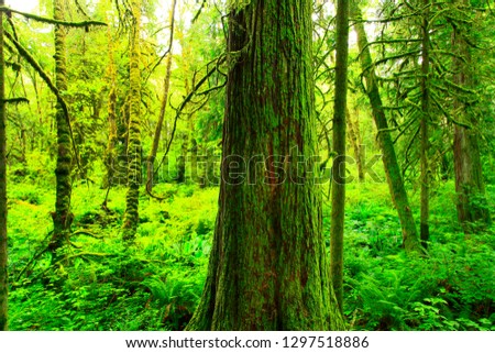 a picture of an exterior Pacific Northwest forest with Western red cedar trees