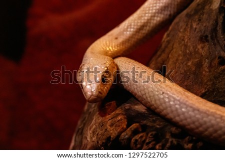 snake leucistic texas rat  close up
