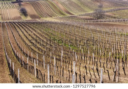 Landscape with vineyards and trees in springtime.