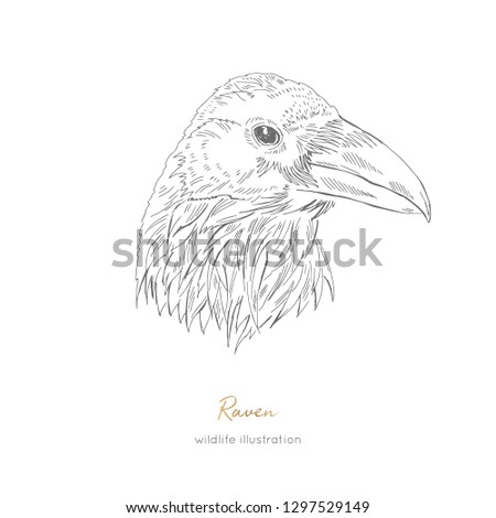 Vector profile portrait illustration of raven bird Hand drawn ink realistic animal sketching isolated on white. Perfect for logo branding colourig book design.