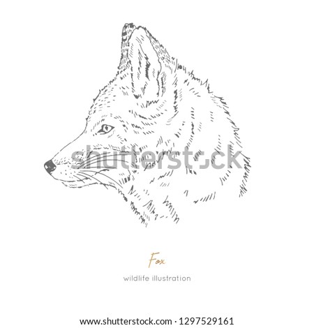 Vector side view portrait illustration of fox forest animal Hand drawn ink realistic animal sketching isolated on white. Perfect for logo branding colourig book design.