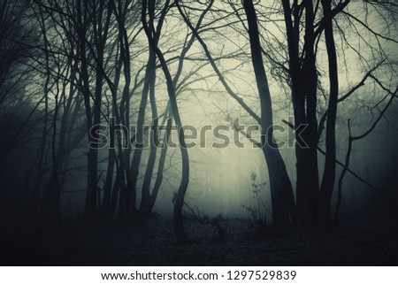 dark halloween borest background, scary landscape with tree silhouettes