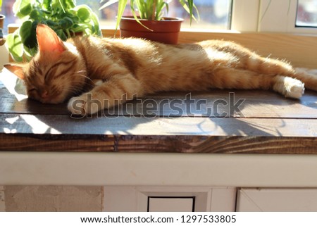 very cute and funny red cat lying on the windowsill against the background of houseplants. Fluffy and flexible pet