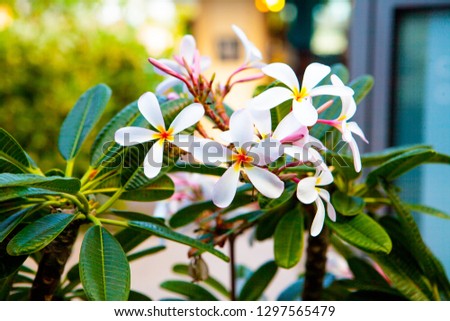 Tropical flowers frangipani, plumeria. Plumeria flowers with a combination of red, white, pink and yellow. Exotic tropical floral elements for decoration, invitation. Tropic Background. Hawaii, Bali.
