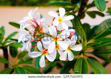 Tropical flowers frangipani, plumeria. Plumeria flowers with a combination of red, white, pink and yellow. Exotic tropical floral elements for decoration, invitation. Tropic Background. Hawaii, Bali.