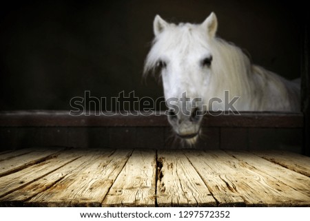 Desk of free space for your product and white horse. 