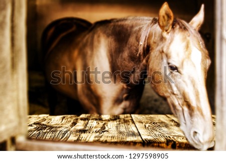 Wooden old desk of free space and brown horse. 