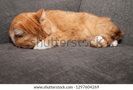 Red cat sleeping on grey sofa. Cat covers his nose with a paw, to the cold
