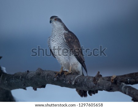 Hawk standing on thick branch on cold winter morning