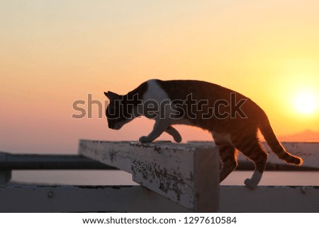 White and black cat walk on wood beams at summer sunset 