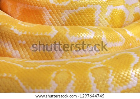 Texture. The skin of a live yellow snake with white stripes. Gold reticulated python 