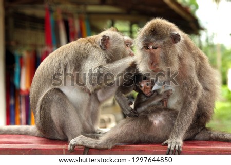 Family of monkeys. baby monkey breast-feeding. Mom feeds. dad is caring. family concept