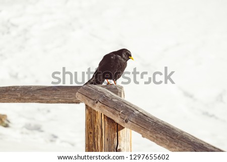 Black crow sitting on wooden fence
railing on snowy and icy background. Beautiful winter landscape with bird in natural environment.