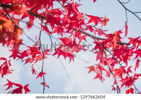 Red maple leafs with green background
