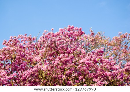 Pind tecoma, Pink trumpet tree, Rosy trumpet-tree (Tabebuia rosea (Bertol.) DC.).