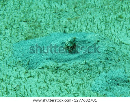 A fish lies half buried in the sand of the ocean floor