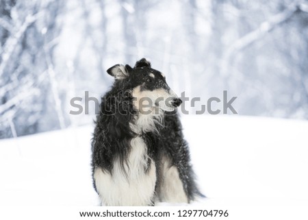 Black Russian wolfhound stands on the snow