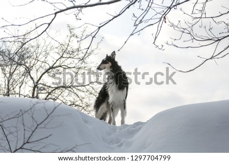 Portrait of black Russian borzoi on the sky and branches background