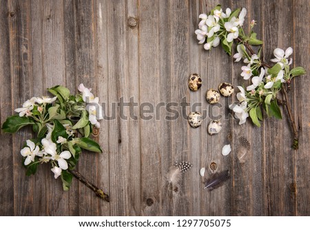 Easter eggs decoration on rustic wooden background. Quail  eggs and spring apple blossom on a old wooden background. Vintage style picture. 