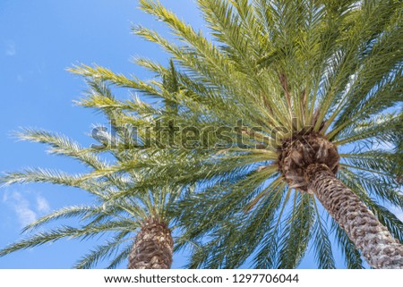Summery palm trees in front of blue sky