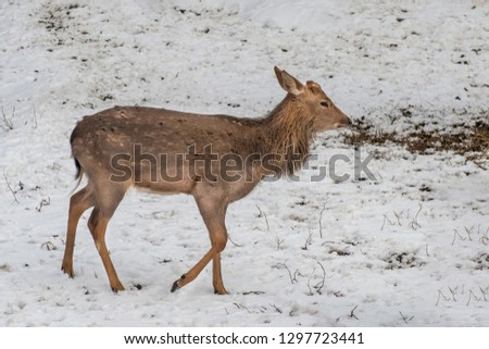 Close up photo of male Vietnamese sika deer (Cervus nippon pseudaxis)