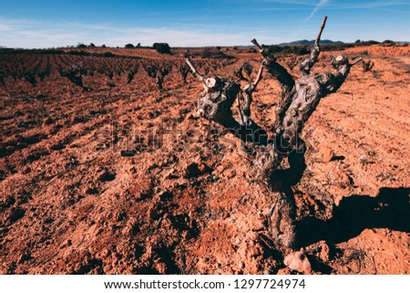 Grape field with trees bushes without leaves in winter season, orange soil ground dirt color on the sun in Spain