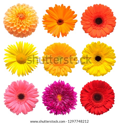 Flowers head collection of beautiful daisy, calendula, gerbera, chrysanthemum, dahlia, chamomile isolated on white background. Card. Easter. Spring time set. Flat lay, top view Royalty-Free Stock Photo #1297748212