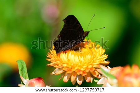 butterfly on a flower in summer