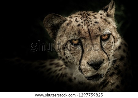 Cheetah Portrait Art
