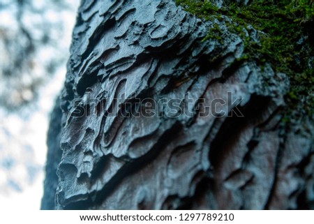 structure of surface of tree