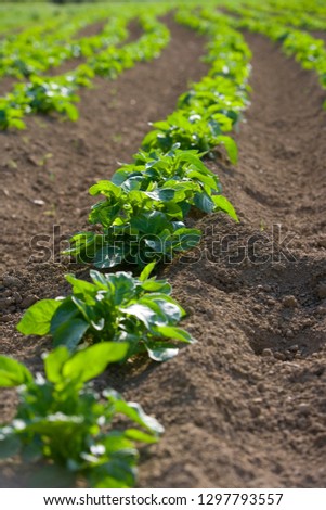 Detail of potato crop growing in soil in farm field