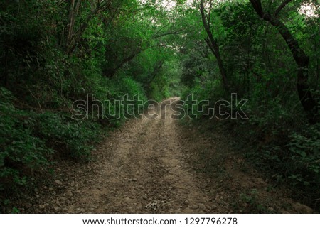 A pathway in forest