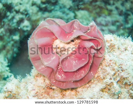 egg of sea slug