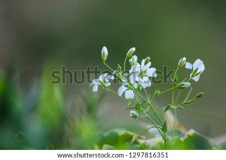 Beautiful closeup of little white flowers on a blurred green background, selective focus, shallow depth of field