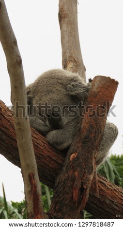 Koala in an Australian Animal Sanctuary 