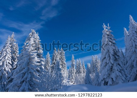 Beautiful sunny day in a frosty evergreen forest