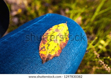 Hand holds maple yellow leaf on the background of Bled Lake, Slovenia. Autumn background.